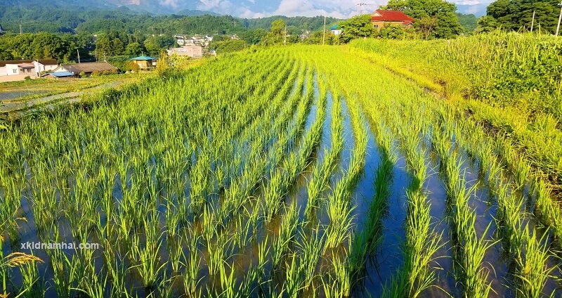 Nông nghiệp tỉnh Miyagi