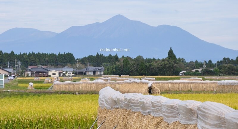 Nông nghiệp tỉnh Kagoshima